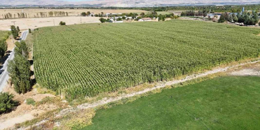 Öğrenciler yetiştirdi, yine onlar hasat edecek! 110 dekarda bereketli ürün: 700 tona yakın hasat bekleniyor 2